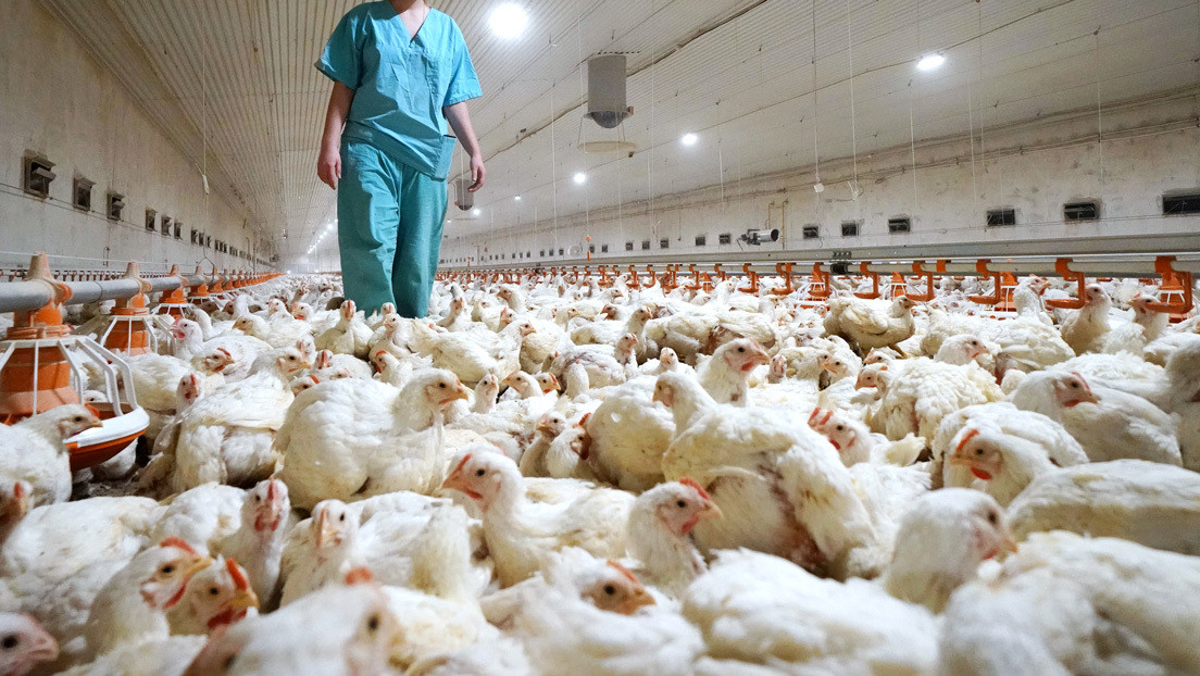 Uruguay pidió ayuda a Chile por la gripe aviar