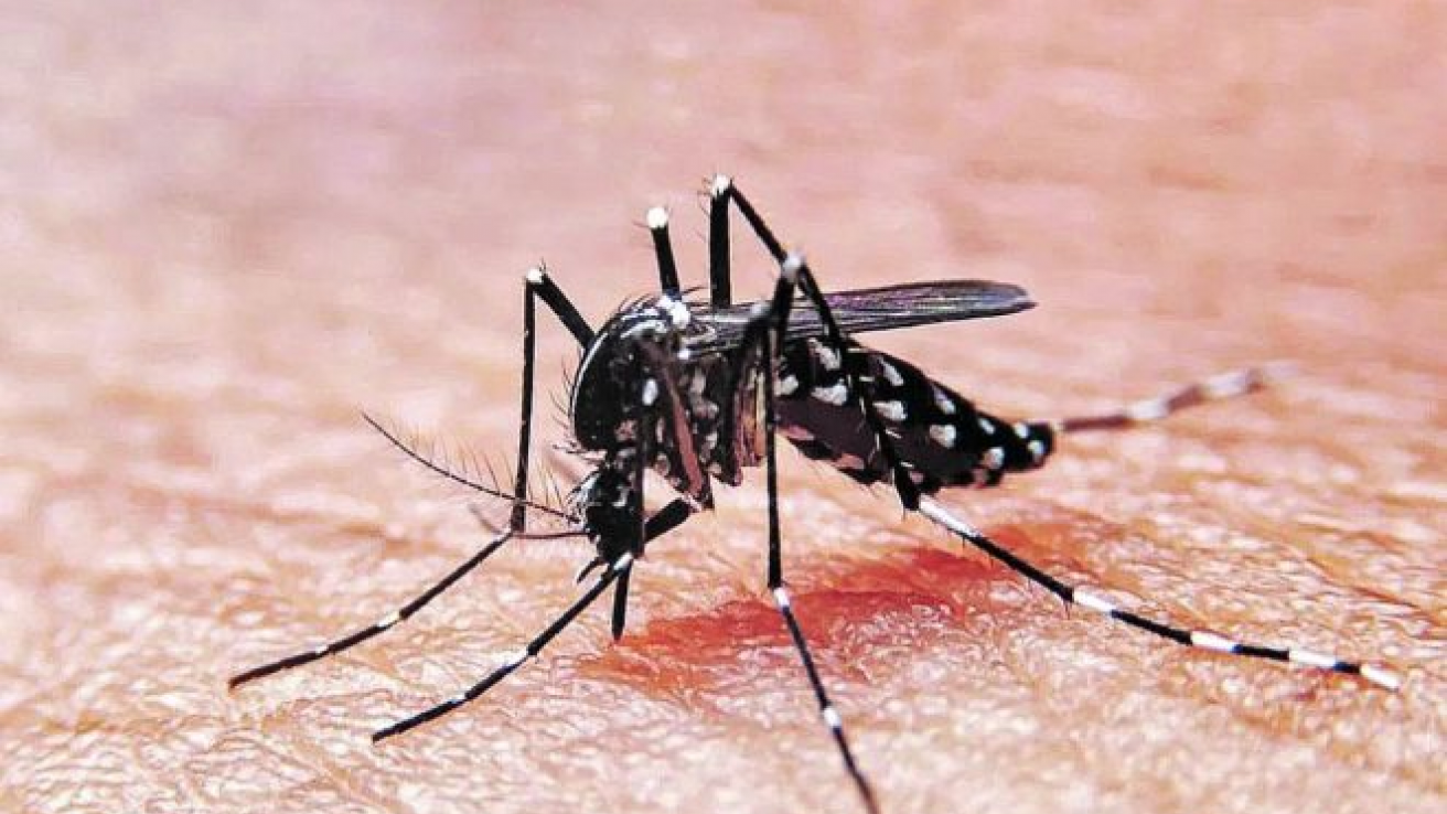 Dengue en la Argentina: cuáles son los distritos más afectados por el brote