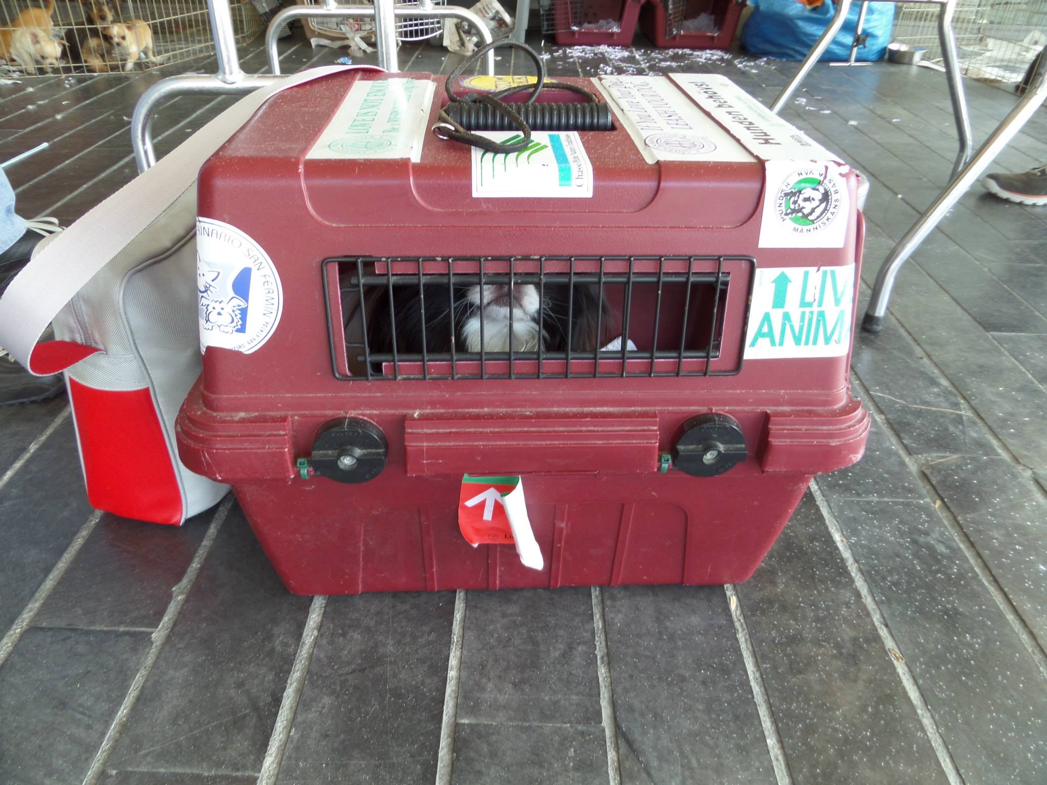 EN CONCORDIA SE PROHÍBE LA CRIANZA DE ANIMALES DE COMPAÑÍA CON FINES LUCRATIVOS O DE COMERCIALIZACIÓN