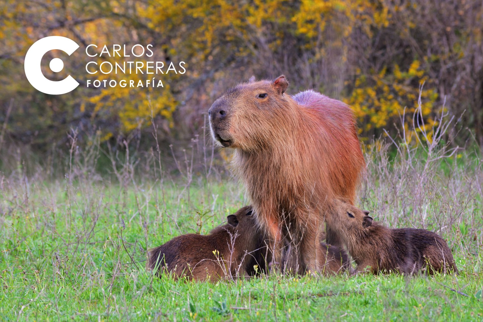 CONCORDIA CONSOLIDA SU POSICIONAMIENTO TURÍSTICO