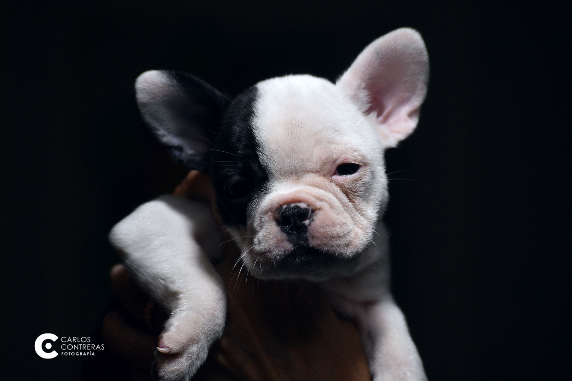 CHARLA SOBRE EL DERECHO DE LOS ANIMALES