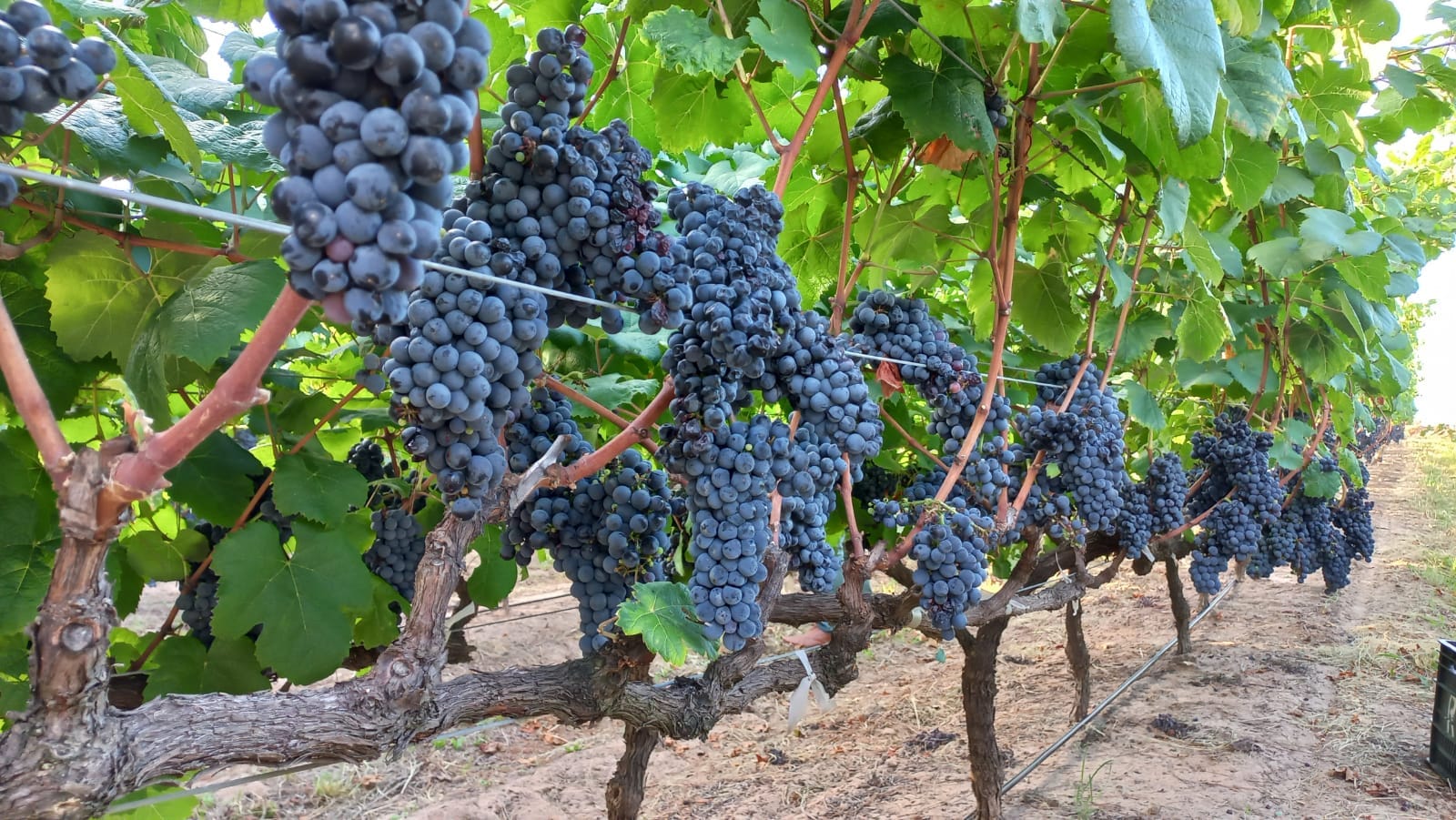 CRONOGRAMA DE «ENTRE RÍOS, ENTRE VIÑAS»   EN CONCORDIA