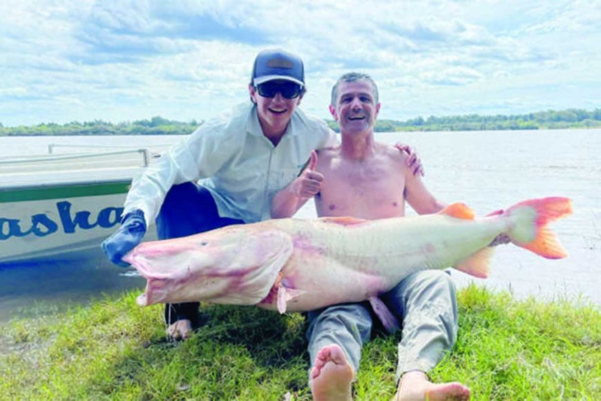 40 minutos y 3 kilómetros de lucha para capturar un surubí albino de 50 kilos