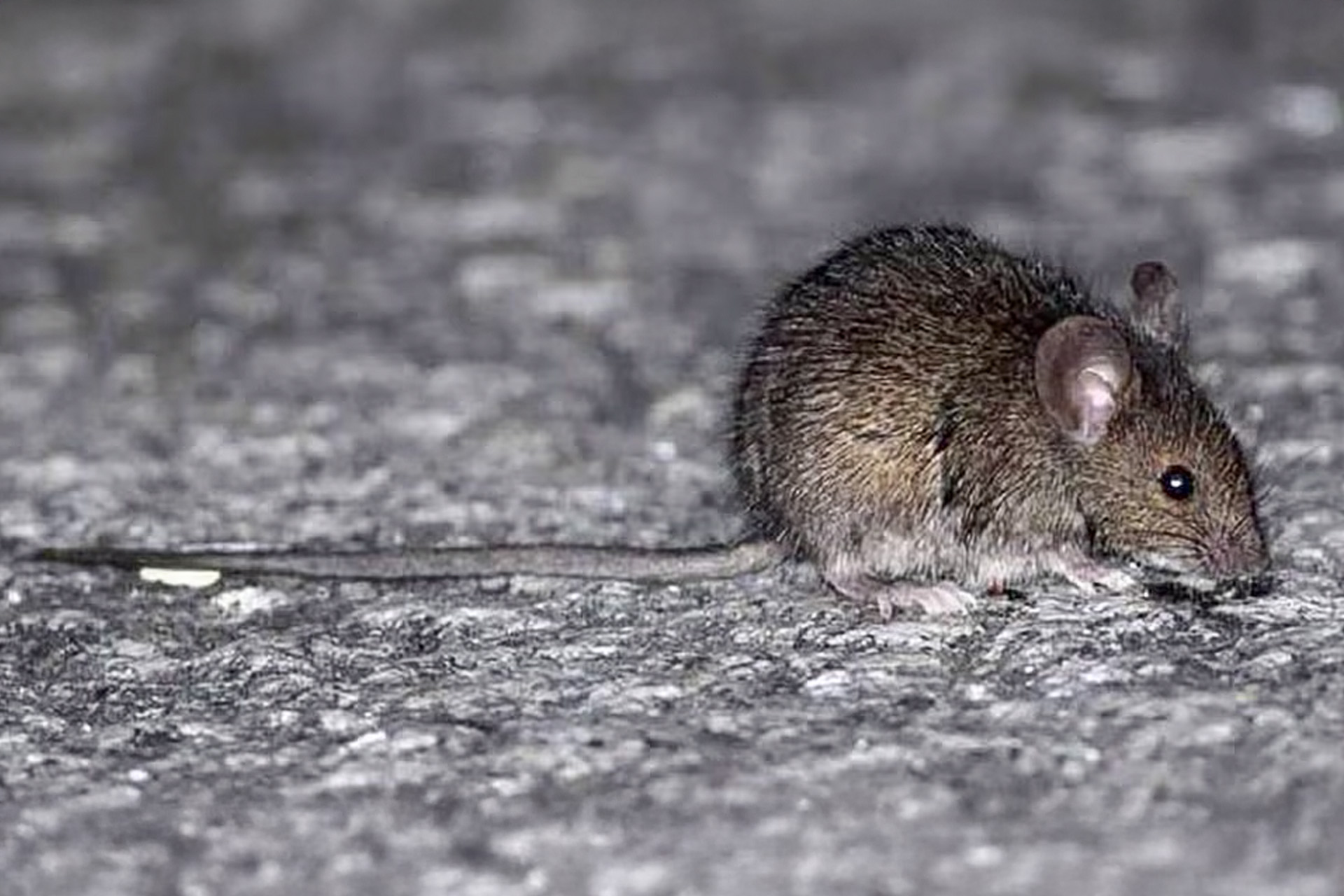 RECOMENDACIONES PARA EVITAR EL HANTAVIRUS
